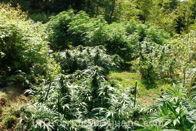 Basic Soil Requirements For Outdoor Marijuana Growers