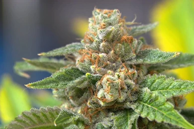 Beautiful Marijuana Plant Picture.jpg