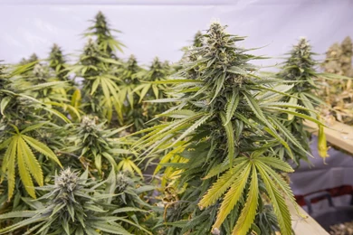 3 Ways To Know You're Growing Strong Marijuana