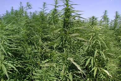 Seventeen 241 Cannabis Hemp Marijuana