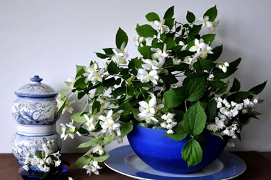 Jasmine Flower HD Wallpapers