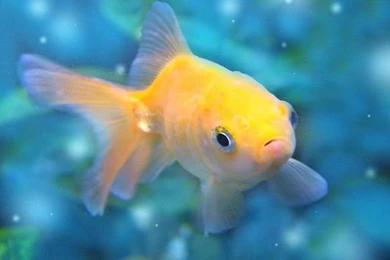 Nemo Wallpapers (by DigitalTouch) ~ Wallpapers   Fondos De ...