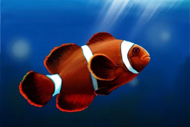 Cute Clown Fish Wallpapers For PC And Mac