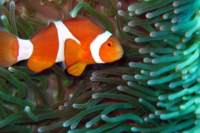 Nemo Fish