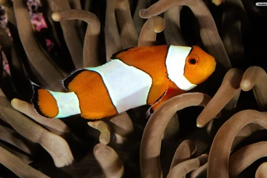 YouWall   Fish   Real Nemo Wallpapers   Wallpaper,wallpapers,free ...