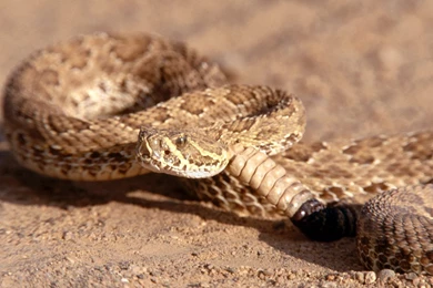 Rattlesnake HD Wallpapers