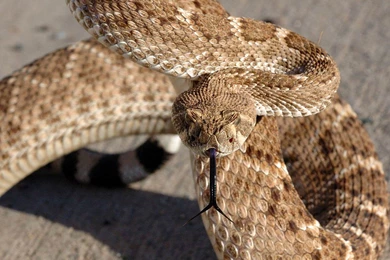 Rattlesnake HD Wallpapers