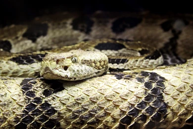 Rattlesnake Wallpapers