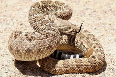 Desktop rattlesnake photos wallpaper.jpg