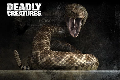 Rattlesnake Wallpapers   Wallpapers Cave