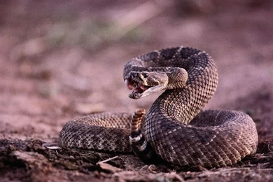 Rattlesnake Drawing   Wallpaper.