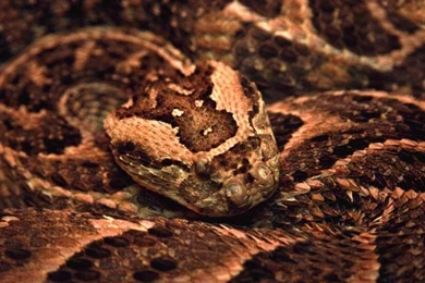 Snake Wallpapers   Crazy Frankenstein