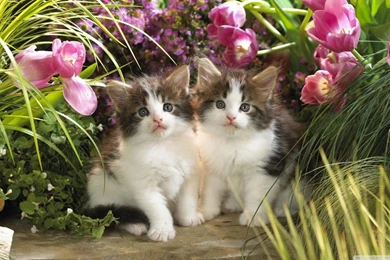 Latest Wallpapers Free Download   Wallpapers HD Fine