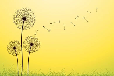 Dandelion Fallen Leaves Backgrounds   Flowers, Green, Nature ...