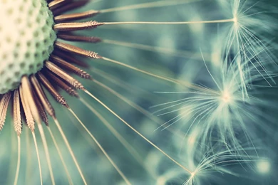 Backgrounds Wallpapers For Computer, Blooming Dandelion Under Macro ...