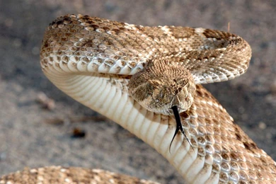 Rattlesnake Wallpapers   Animals Town