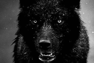 Black Wallpapers HD   Android Apps And Tests   AndroidPIT