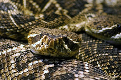 Rattlesnake Wallpapers   Pix Wall   Pix Wall