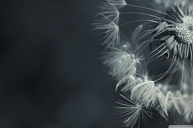 Gallery For Dandelion Black And White Wallpapers