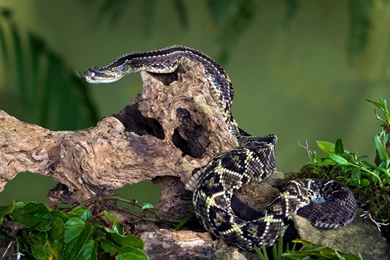 Snake Reptile Snakes Predator Rattlesnake O Wallpapers