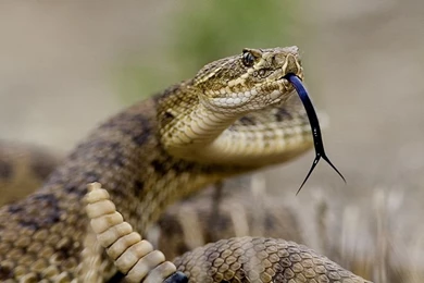 Hollywood Actress Wallpapers   High Quality Desktop Wallpapers Of ...