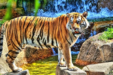 Tiger Full HD 1080p Wallpapers