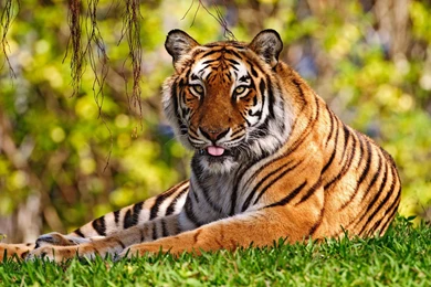 Tiger Wallpapers – Full HD Wallpapers