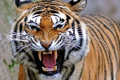 Wallpapers Angry Tiger Hd This Is Well 1920x1080