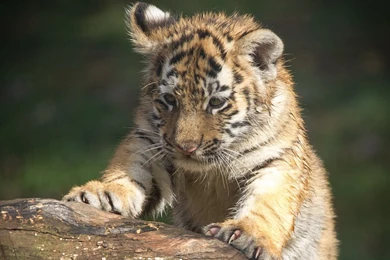 Download Wallpapers 1920x1080 Tiger, Muzzle, Eye, Predator ...