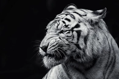 White Tigers Wallpapers Hd 4   High Definition : Widescreen Wallpapers