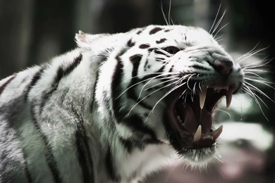 White Tiger Wallpapers HD   Wallpapers Cave