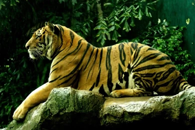 Full hd tiger wallpaper.jpg