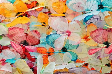 Desktop Wallpapers · Gallery · Windows 7 · Sateen Butterflies ...