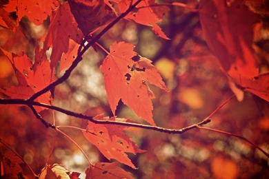 Pic > Fall Backgrounds Tumblr