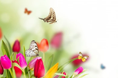 Spring Backgrounds Free Download