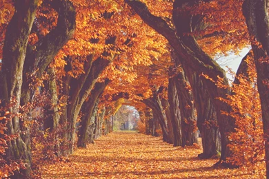 Pic > Fall Backgrounds Tumblr
