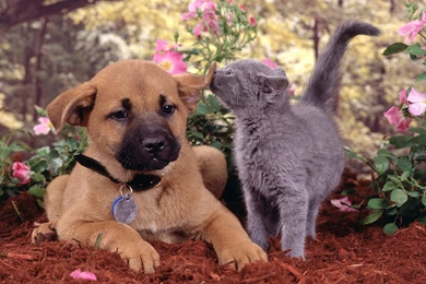 Desktop hd dog live wallpaper for pc.jpg