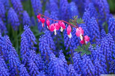 Rose HD Latest Wallpapers Free Download