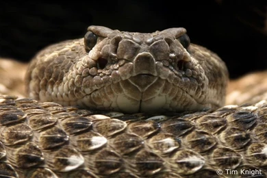 1920x1080px Rattlesnake