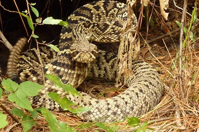 Snake Reptile Snakes Predator Rattlesnake Yi_JPG Wallpapers ...