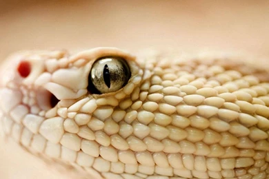 Fotos De Animales: 25 Fotos Wallpapers De Serpientes (2)