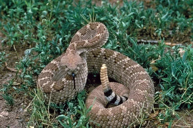 Rattlesnake Wallpapers   Totalinfo90