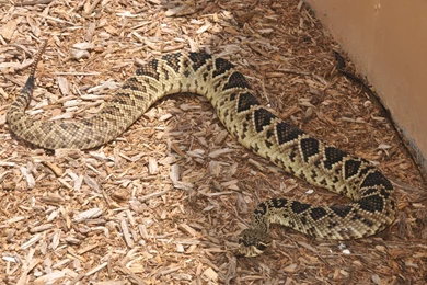 Desktop Rattlesnake Photos Wallpapers