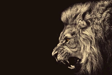 Lion   (