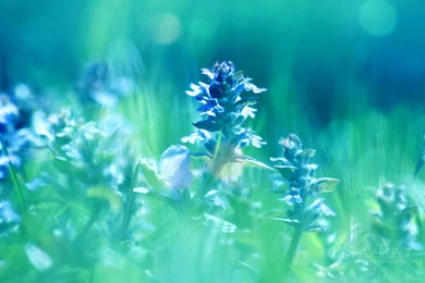 Nature Wallpapers 1400x900   (