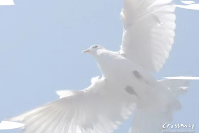 Holy Spirit Dove 5