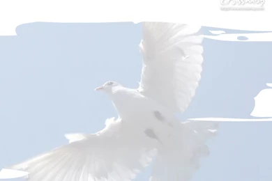 Holy Spirit Dove 4