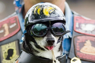 1600x900 Funny Biker Dog Wallpapers