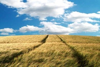 1280x1024 Vista Bliss Desktop PC And Mac Wallpapers