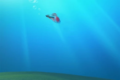 Bliss Under Water iPad Air Wallpapers Download